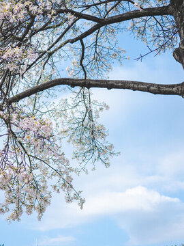 華南師范大學(xué)校內(nèi)白花異木棉花開