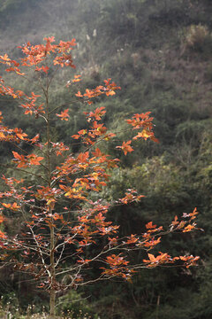 紅葉楓葉