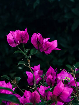 粉色鮮艷三角梅花叢