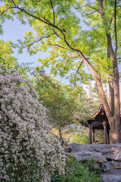 紫竹院公園猬實(shí)花