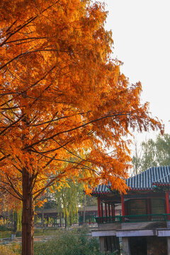 水杉林秋天變色的風(fēng)景