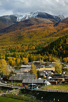 白哈巴村秋景白樺林