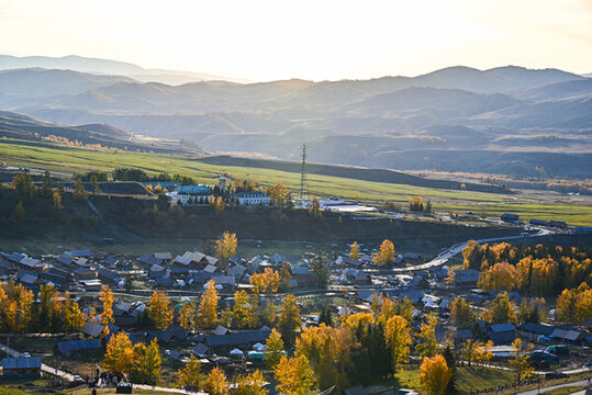 白哈巴村秋景白樺林