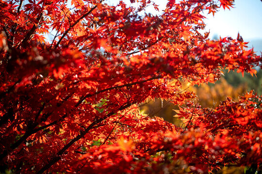 紅楓樹