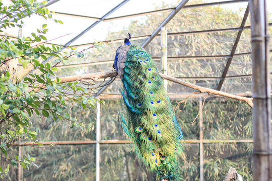 動(dòng)物園里的孔雀