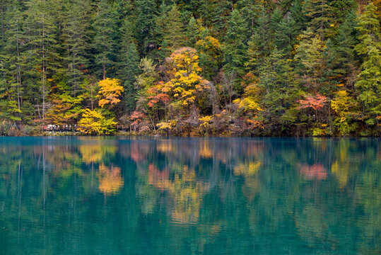 九寨溝樹正群海秋景