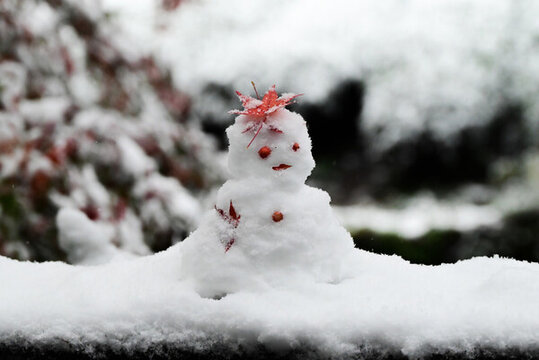 西湖雪中紅楓雪人