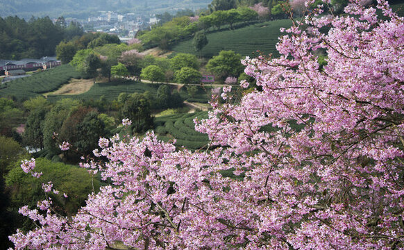 茶園櫻花