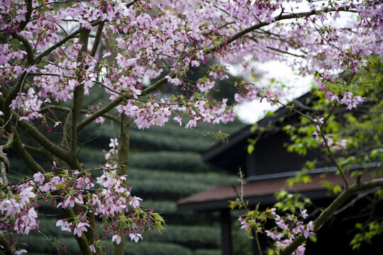 花下