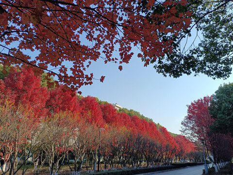 路邊楓樹紅了