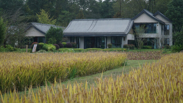 依田桃源稻田