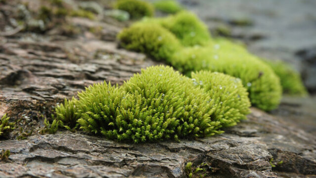 綠色苔蘚特寫
