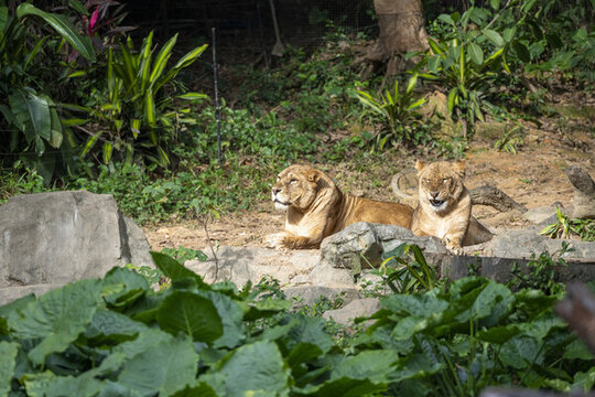 野生動(dòng)物園里臥在地上休息的非洲母獅
