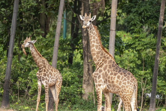 野生動物園里的非洲長頸鹿