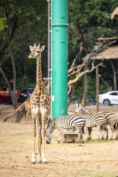 野生動物園里的非洲長頸鹿