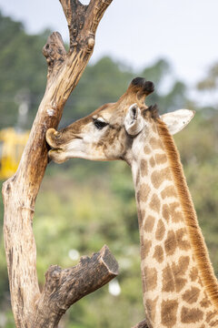 野生動物園里的非洲長頸鹿