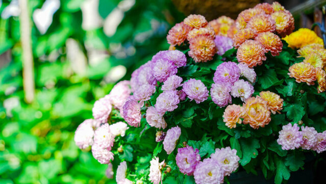 花店杭菊鮮花