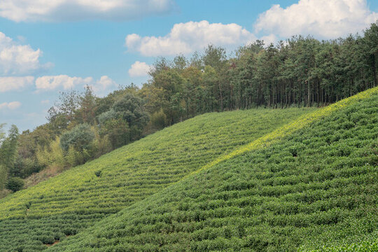 高山茶園