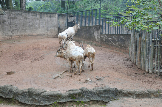 動物園里的白羚羊群
