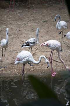 野生動物園里的秘魯紅鸛火烈鳥
