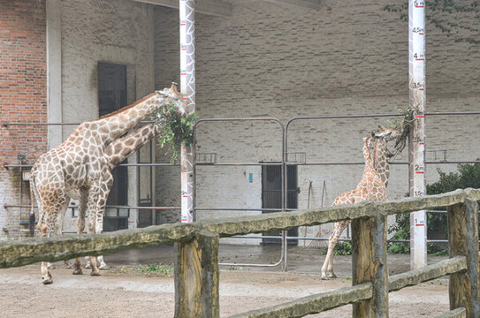 動物園里的長頸鹿