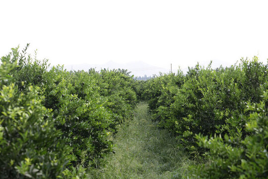 小青柑果園新會(huì)柑柑普茶