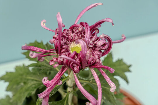 菊花