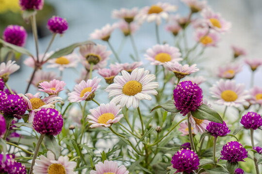 菊花