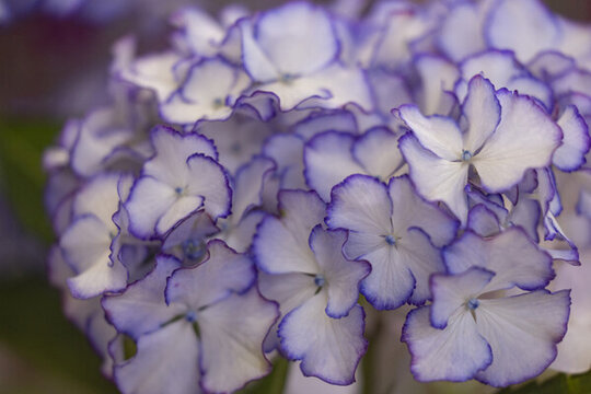 繡球花