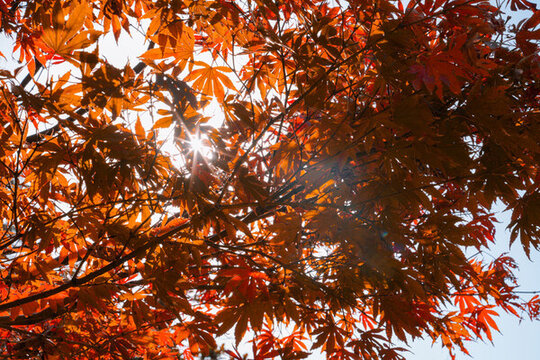 秋天暖陽下的紅色楓葉