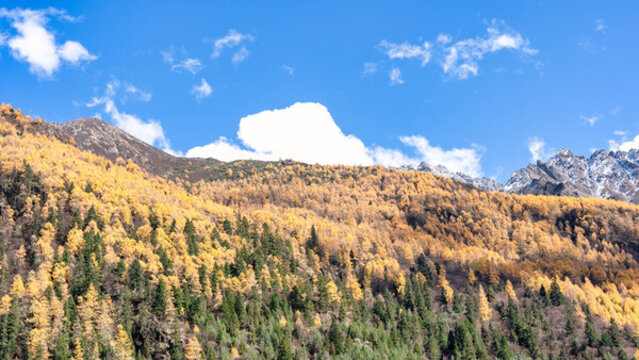 四川阿壩四姑娘山景區(qū)秋天的美麗景色