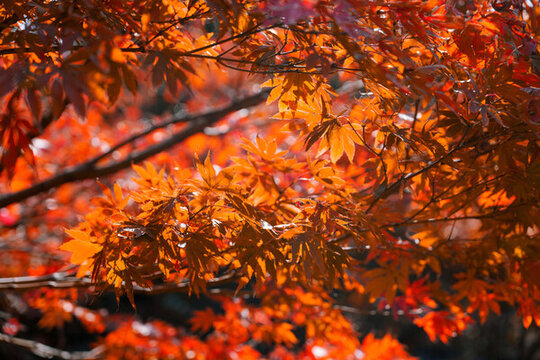 秋天暖陽下的紅色楓葉
