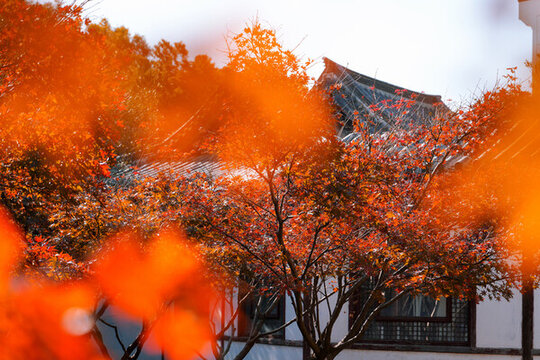 秋天暖陽下古建筑前的紅色楓葉