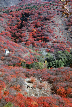 北京順義舞彩淺山紅葉