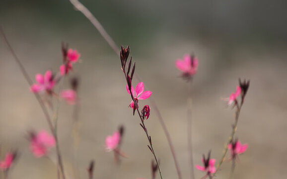 山桃草花