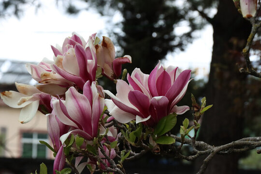 玉蘭花
