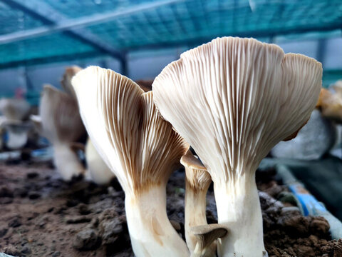 平菇種植