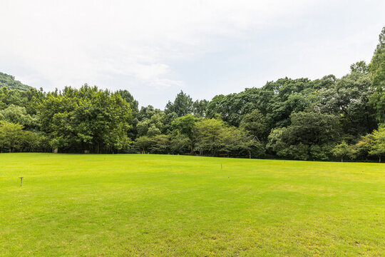 陽光樹林草地