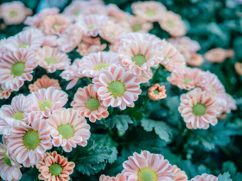 公園里盛開的菊花特寫鏡頭