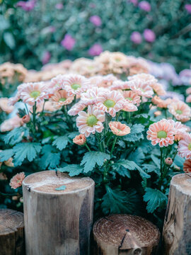 公園里盛開的菊花特寫鏡頭