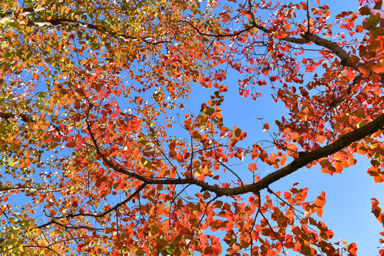 烏桕樹葉紅葉藍(lán)天背景