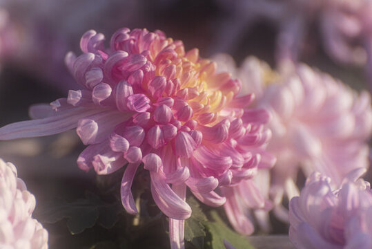 秋菊