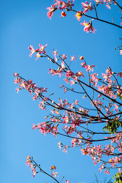 花卉裝飾畫(huà)