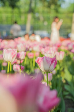 朝陽公園郁金香