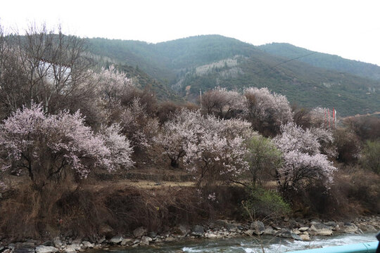 高原桃花