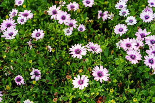 盛開的藍(lán)目菊