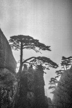 黃山迎客松