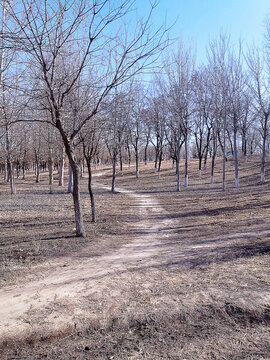 陽(yáng)光樹林