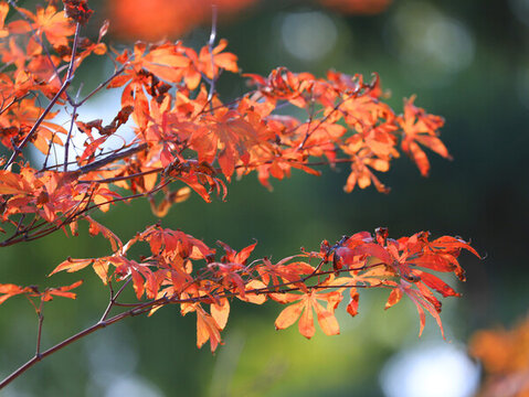 紅楓樹葉
