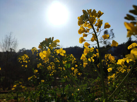 陽(yáng)光下的油菜花